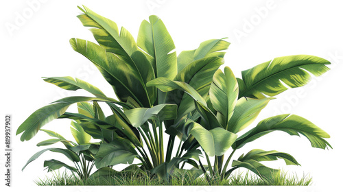 A plant sprouting and growing out of the soil on a transparent background