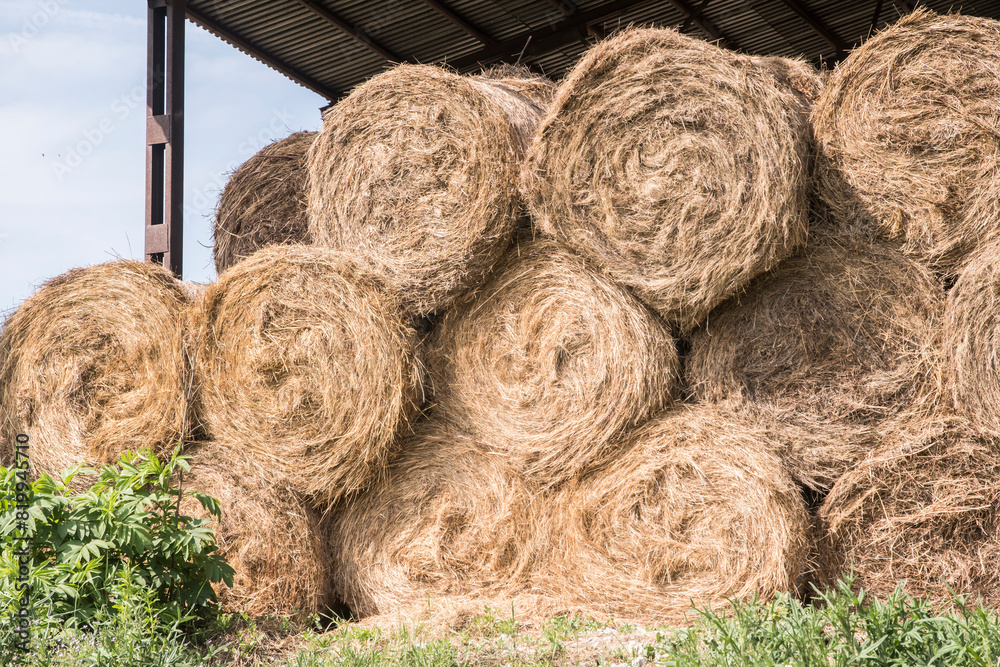 Hay storage for protection harvested bales in big farm in summer Hay storage for protection harvested bales in big farm in summer
