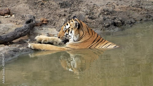 The Bengal tiger from Indian forests