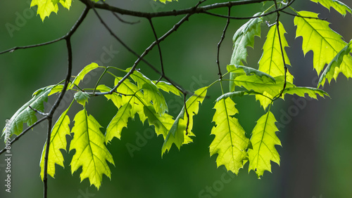 Sunlit oak leaves hanging from branches in Deerfield Township, Pennsylvania, USA on a sunny spring day photo