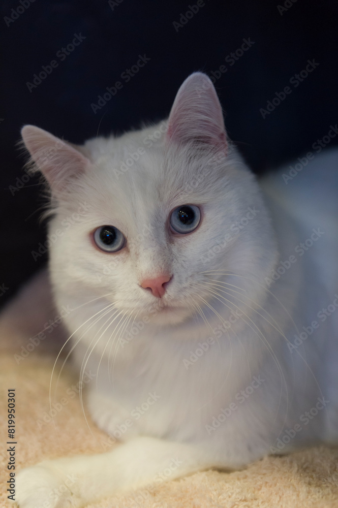 Porträt einer einer weißen Türkisch Van Katze