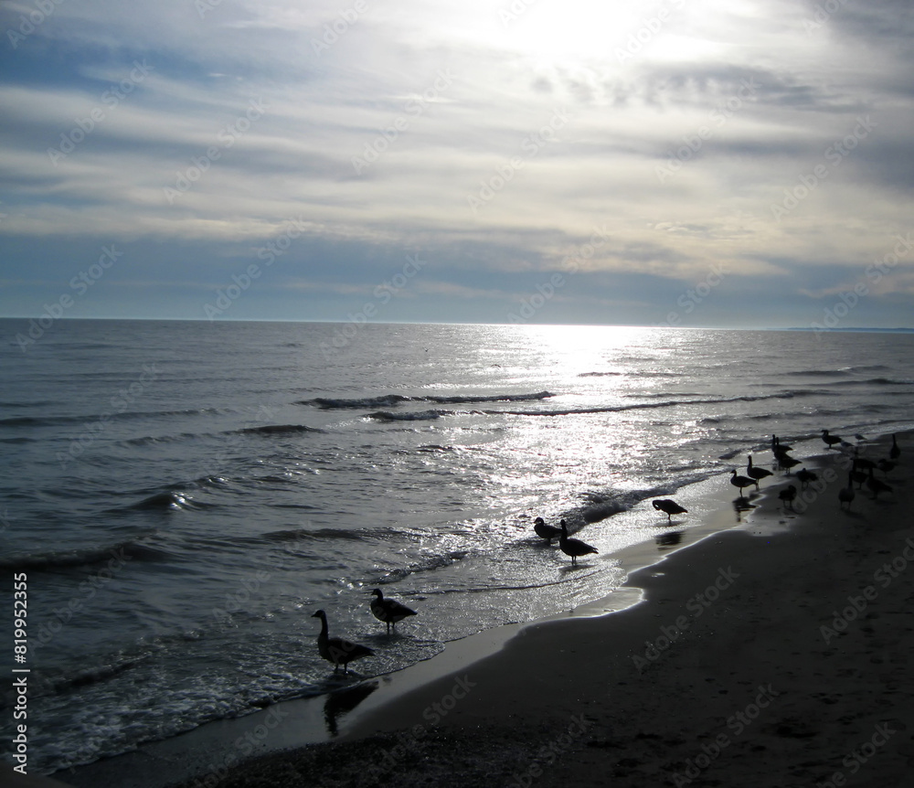 Canada Geese silhouetted at evening on the shore Canada Geese silhouetted at evening on the shore