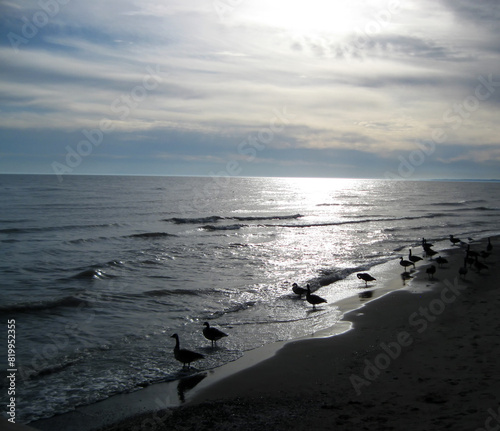 Canada Geese silhouetted at evening on the shore