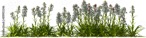 Photos tuberose blooming plants hq arch viz cutout bush shrub