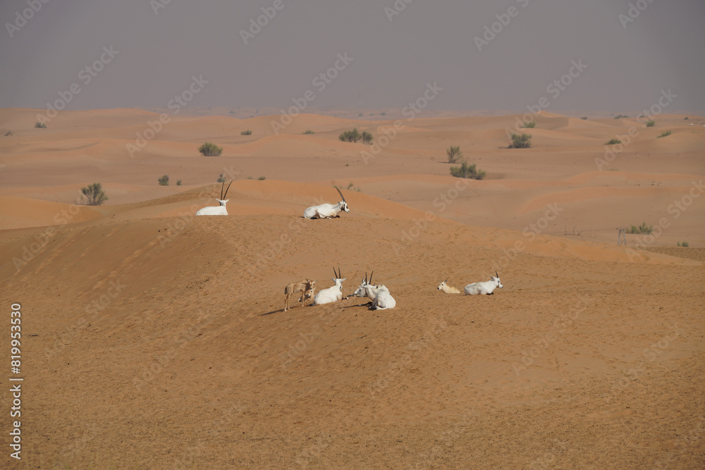 Obraz premium Arabian Oryx in Dubaï desert, United Arab Emirats