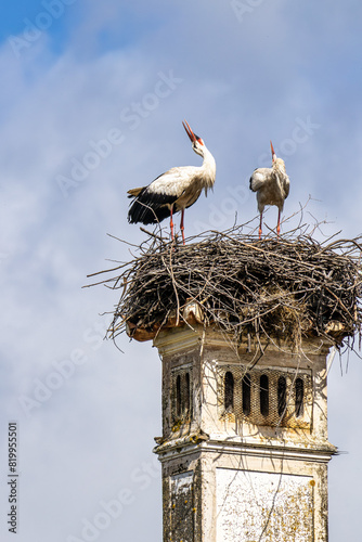 White Storks, Ciconia ciconia at Povoa e Meadas Dam in Castelo de Vide, Alentejo, Portugal photo