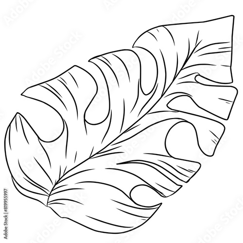 Summer monstera leaves illustration
