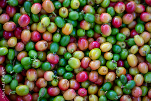 Grãos de café fresco. Colheita de café	
