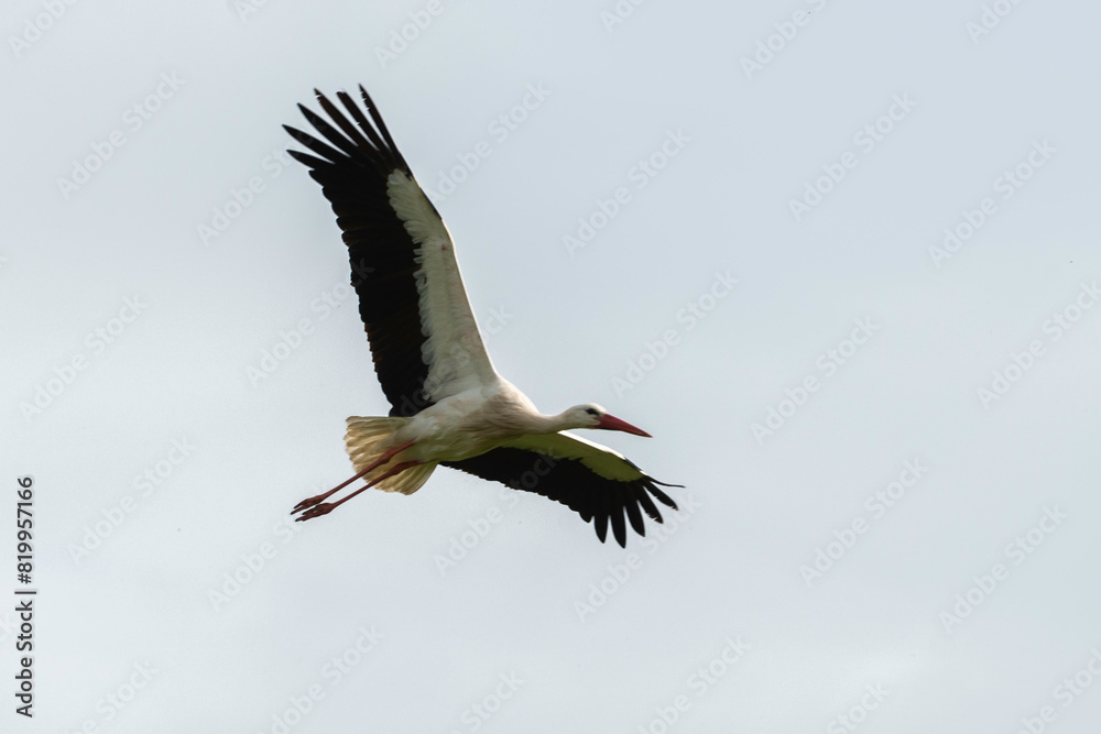 Obraz premium Cigogne blanche,. Ciconia ciconia, White Stork