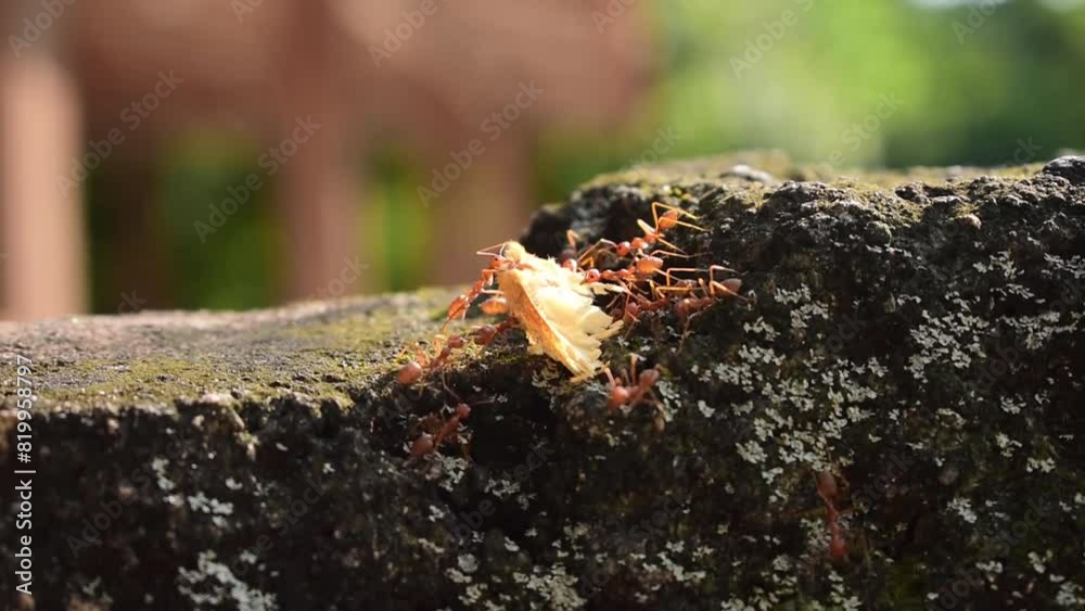 landscape video footage of a herd of red ants working together to carry a dead butterfly