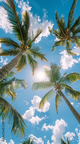 Blue sky through the leaves of a green palm tree