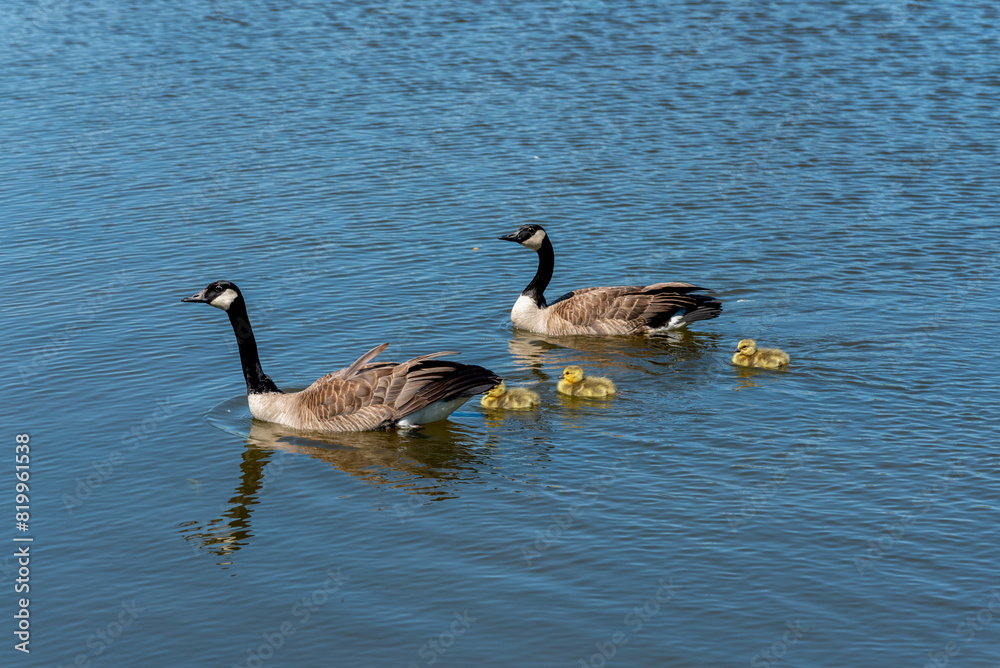 Canada Geese And Goslings On A Small Pond In Wisconsin In Spring Canada Geese And Goslings On A Small Pond In Wisconsin In Spring