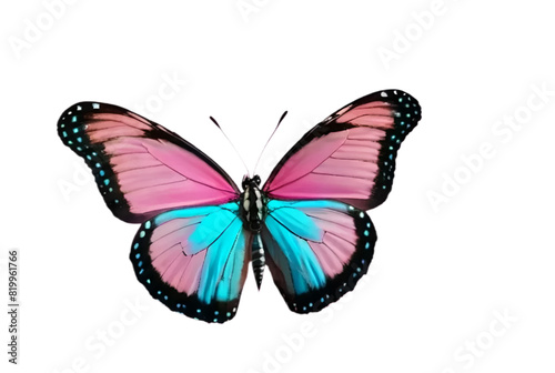 Pink and blue vivid detailed beautiful butterfly transparent as a graphic resource