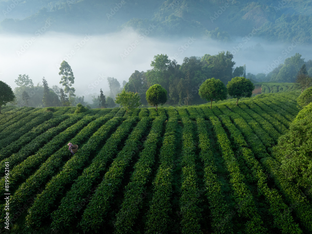 Aerial view of tea farm landscape in China