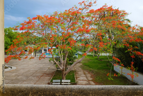 Big phoenix flower tree in schoolyard bloom vibrant in red at Mekong Delta countryside in summer, flamboyant blossom in rainy day