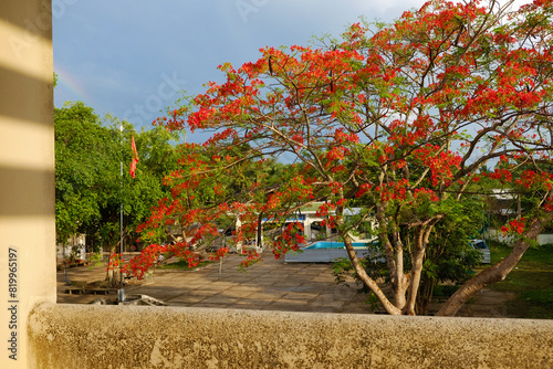 Big phoenix flower tree in schoolyard bloom vibrant in red at Mekong Delta countryside in summer, flamboyant blossom in rainy day