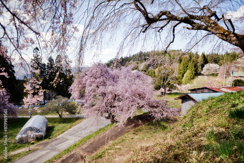 春の優しい日差しに包まれる枝垂れ桜