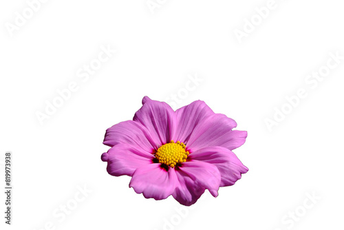 Pink flowers isolated on white background.  Make clipping path.