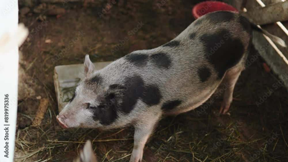 Cute domestic pig with black spots stands in farm pen and looks up. Farm animal sniffs and rests in wooden outdoor enclosure, top view. Cute domestic pig with black spots stands in farm pen and looks up. Farm animal sniffs and rests in wooden outdoor enclosure, top view.