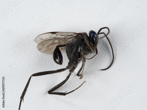 Macro of the blue-eyed ensign wasp (Evania appendigaster), parasite of cockroach eggs,  with detail of ้head, thorax, abdomen and legs on a white background. photo