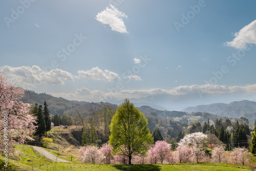 春の日差しと満開の桜