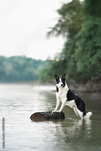dog playing in the water © Alina