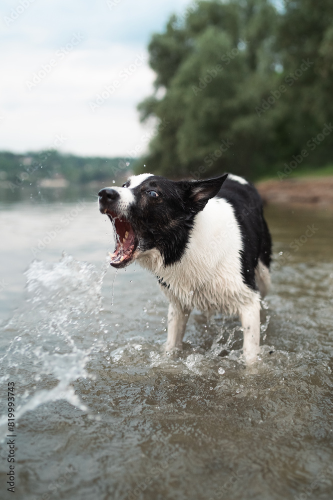 custom made wallpaper toronto digitaldog playing in the water