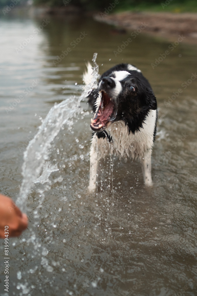 dog playing in the water dog playing in the water