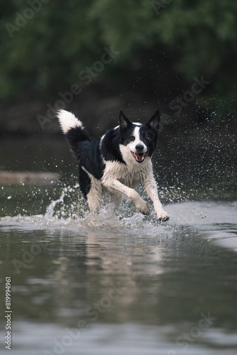 dog playing in the water