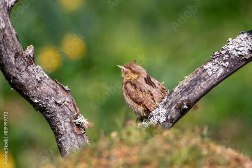 Eurasian Wryneck perched on a log.