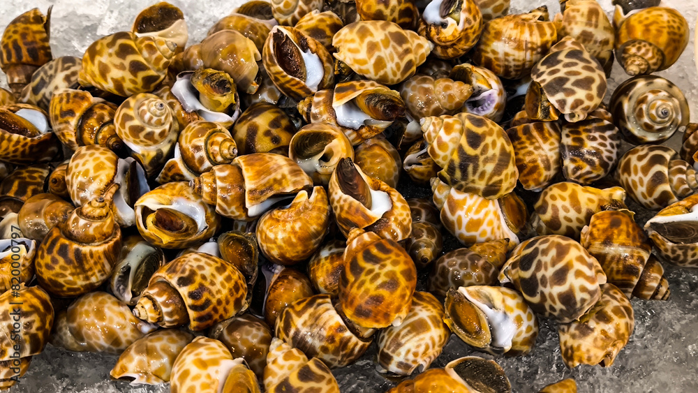 Sweet clams in the restaurant for background