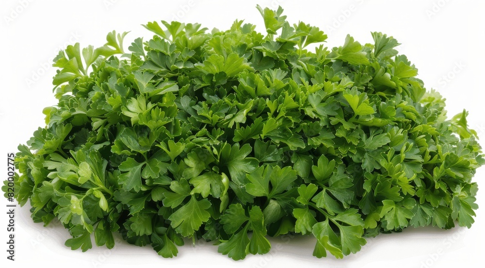 A Pile of Parsley on a White Background A Pile of Parsley on a White Background