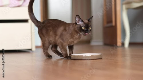 Pet Cat Running Into Room And Eating Food From Bowl At Home