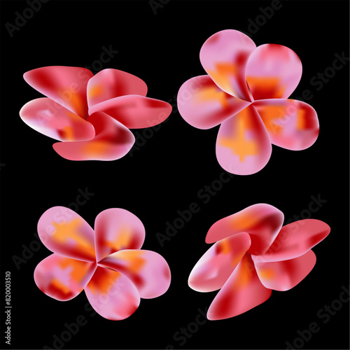 Frangipani or Plumeria Flower Vector Illustration