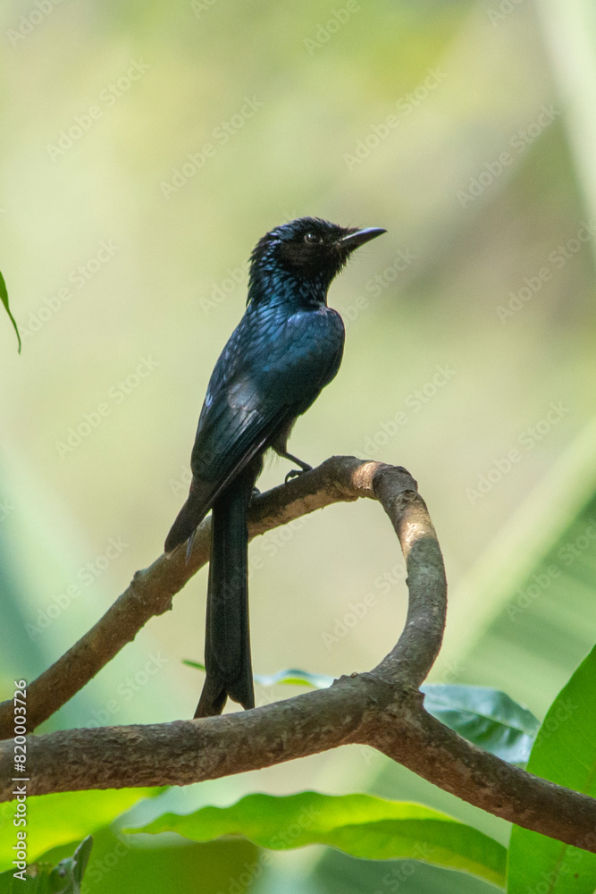 Fototapeta premium Black Drongo