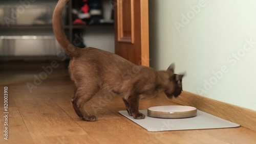 Pet Cat Running Into Room And Eating Food From Bowl At Home
