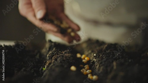 Modern farming. A young farmer sows corn grains in prepared soil. Farmer agriculture concept. The process of planting corn seeds. Modern food growing using natural resources photo