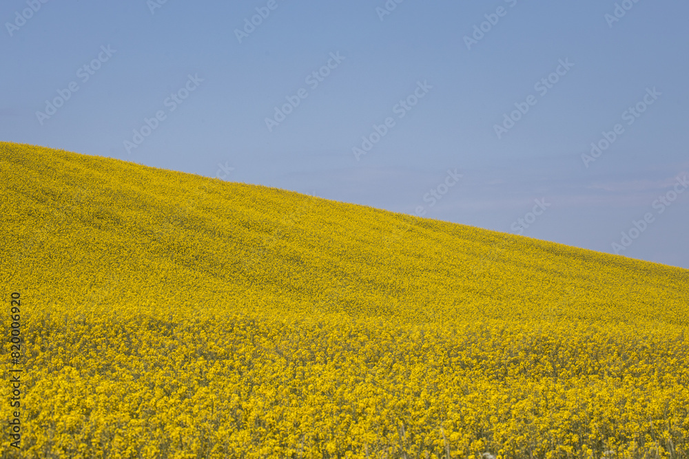 Rapeseed fields in the Scanian landscape Rapeseed fields in the Scanian landscape