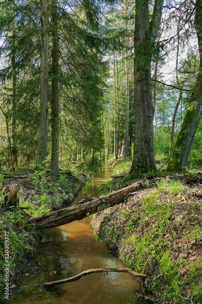 Leśny strumień płynący przez wysoki, mieszany las.