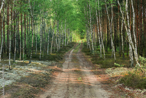 Gruntowa droga w gęstym, mieszanym lesie. photo