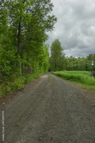 Gruntowa droga w g  stym  mieszanym lesie.