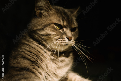 Contrasting gray tabby cat on a black background. Portrait of a formidable cat. Side view. High quality photo