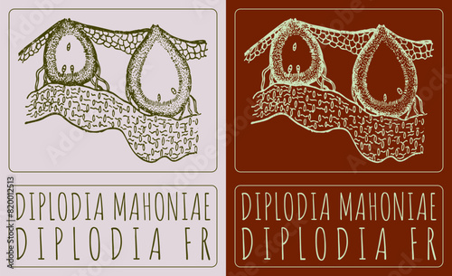 Vector drawing DIPLODIA MAHONIAE. Hand drawn illustration. The Latin name is DIPLODIA FR photo