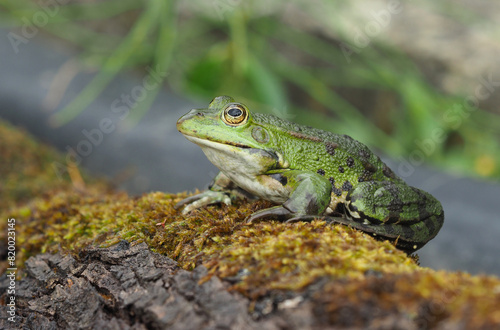 Männlicher grüner Frosch sitzt auf einem bemoosten Stamm