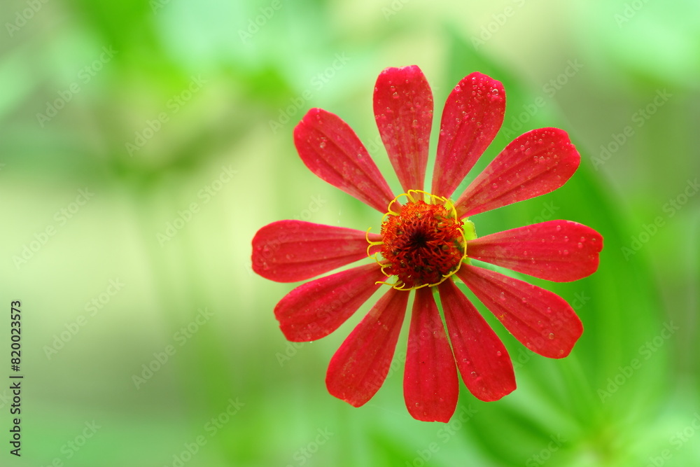 Zinnia elegans flower in bloom, macro photography, close up, plant. Zinnia elegans flower in bloom, macro photography, close up, plant.