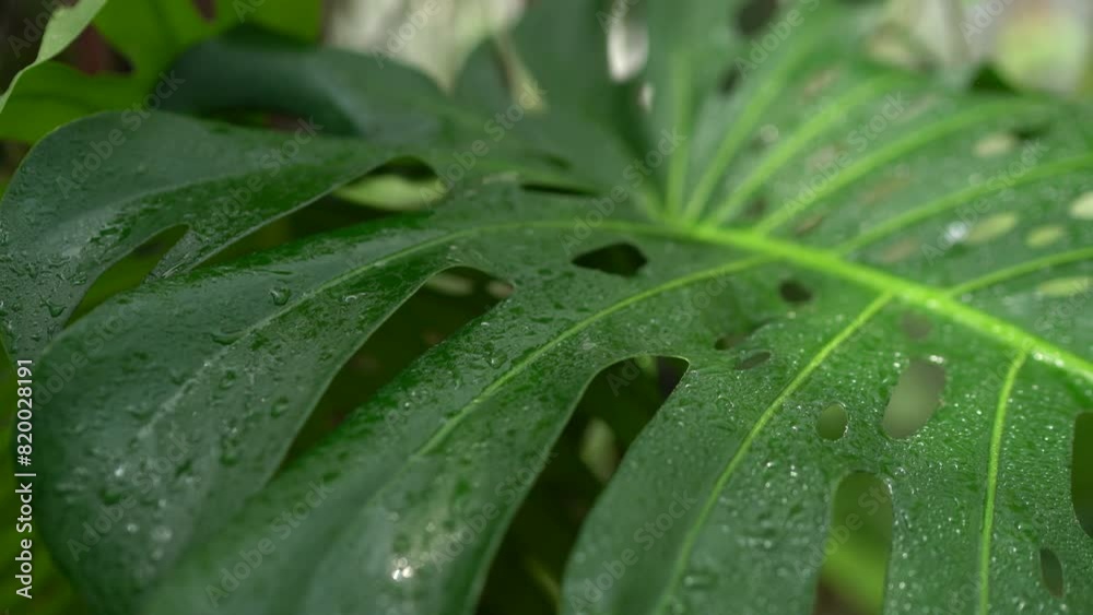 close up of Monstera deliciosa leaves, indoor plants, tropical plants, swiss cheese plants close up of Monstera deliciosa leaves, indoor plants, tropical plants, swiss cheese plants