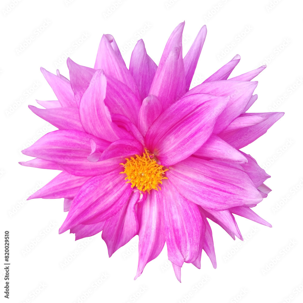 Pink Dahlia Flower Image