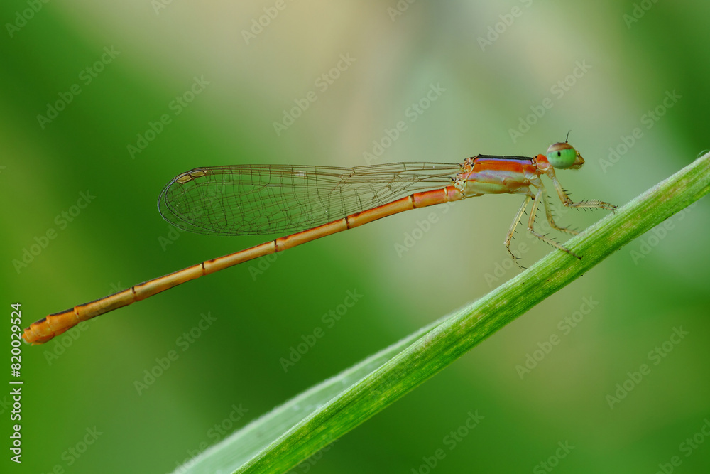 a dragonfly perched on a leaf, macro photography, close up, insect. a dragonfly perched on a leaf, macro photography, close up, insect.