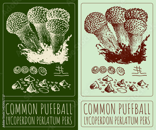 Vector drawing SPINY PUFFBALL. Hand drawn illustration. The Latin name is LYCOPERDON ECHINATUM