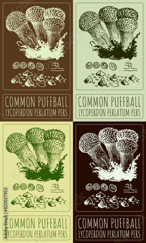 Set of vector drawing SPINY PUFFBALL in various colors. Hand drawn illustration. The Latin name is LYCOPERDON ECHINATUM